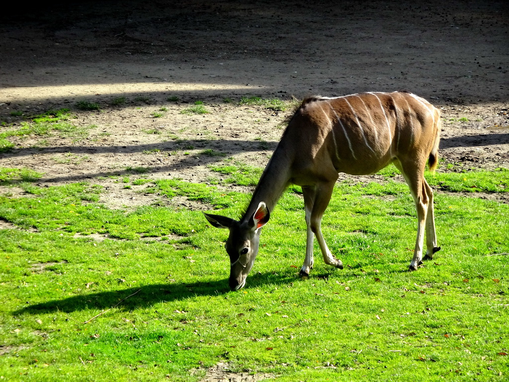 Greater Kudu at the Africa area at the Diergaarde Blijdorp zoo