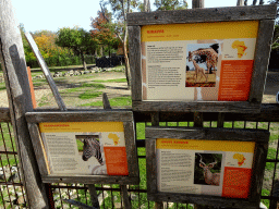 Explanation on the Giraffe, the Chapman`s Zebra and the Greater Kudu at the Africa area at the Diergaarde Blijdorp zoo