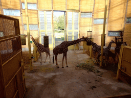 Giraffes being fed at the Africa area at the Diergaarde Blijdorp zoo