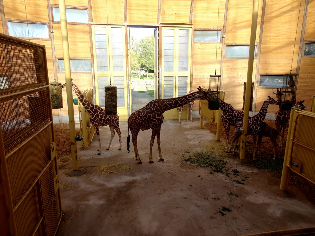 Giraffes being fed at the Africa area at the Diergaarde Blijdorp zoo