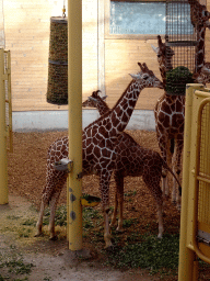 Giraffes being fed at the Africa area at the Diergaarde Blijdorp zoo