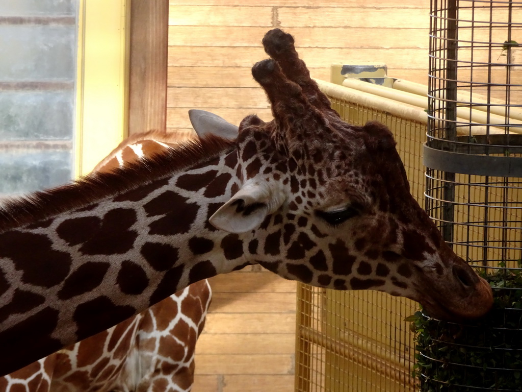 Giraffes being fed at the Africa area at the Diergaarde Blijdorp zoo