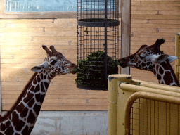 Giraffes being fed at the Africa area at the Diergaarde Blijdorp zoo