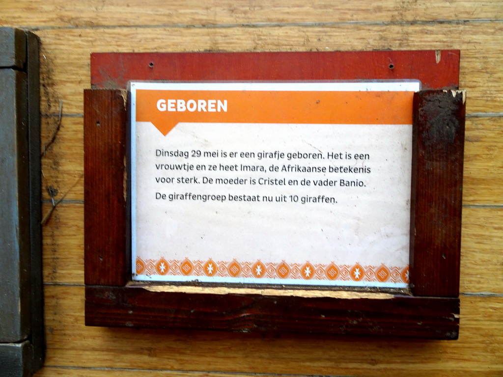 Information on a Giraffe being born at the Africa area at the Diergaarde Blijdorp zoo