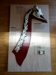 Skull and vertebrae of a Giraffe at the Africa area at the Diergaarde Blijdorp zoo, with explanation