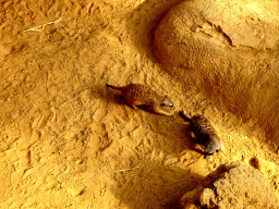 Meerkats at the Crocodile River at the Africa area at the Diergaarde Blijdorp zoo