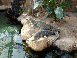 Nile Crocodiles at the Crocodile River at the Africa area at the Diergaarde Blijdorp zoo
