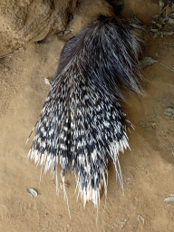 Porcupine at the Crocodile River at the Africa area at the Diergaarde Blijdorp zoo