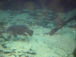 Fish at the Crocodile River at the Africa area at the Diergaarde Blijdorp zoo