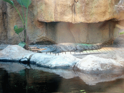 Nile Crocodile at the Crocodile River at the Africa area at the Diergaarde Blijdorp zoo