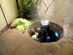 Max with Migratory Locusts at the Africa area at the Diergaarde Blijdorp zoo