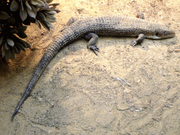 Tawny-plated Lizard at the Africa area at the Diergaarde Blijdorp zoo