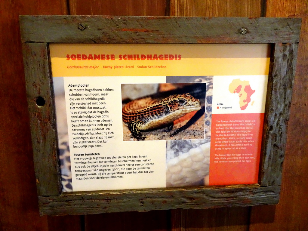 Explanation on the Tawny-plated Lizard at the Africa area at the Diergaarde Blijdorp zoo