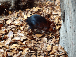 Black and Rufous Elephant Shrew at the Africa area at the Diergaarde Blijdorp zoo