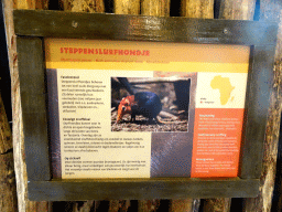 Explanation on the Black and Rufous Elephant Shrew at the Africa area at the Diergaarde Blijdorp zoo
