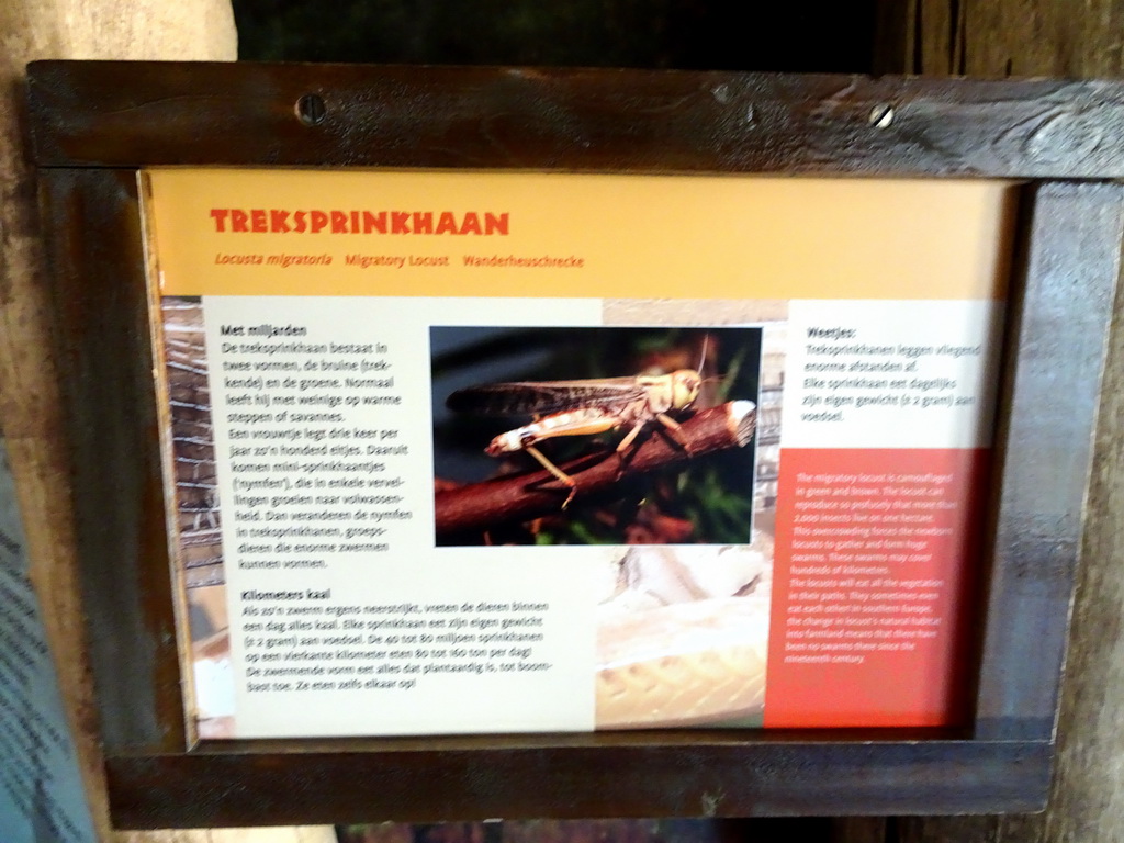 Explanation on the Migratory Locust at the Africa area at the Diergaarde Blijdorp zoo