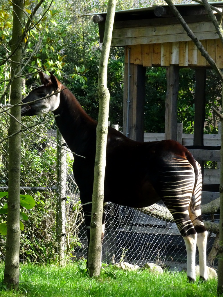 Okapi at the Africa area at the Diergaarde Blijdorp zoo