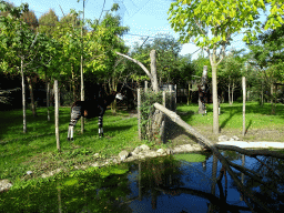 Okapis at the Africa area at the Diergaarde Blijdorp zoo