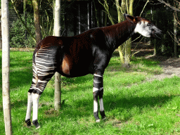 Okapi at the Africa area at the Diergaarde Blijdorp zoo