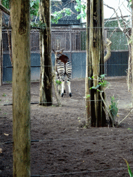 Okapi at the Africa area at the Diergaarde Blijdorp zoo