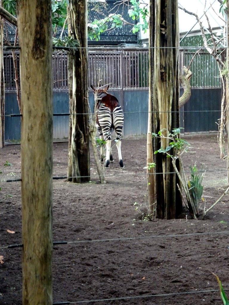 Okapi at the Africa area at the Diergaarde Blijdorp zoo