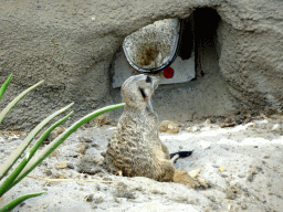 Meerkat at the Africa area at the Diergaarde Blijdorp zoo