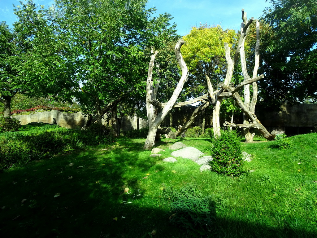 Western Lowland Gorillas at the Africa area at the Diergaarde Blijdorp zoo