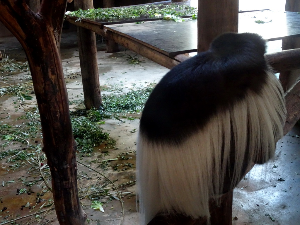 Black-and-white Colobus at the Africa area at the Diergaarde Blijdorp zoo