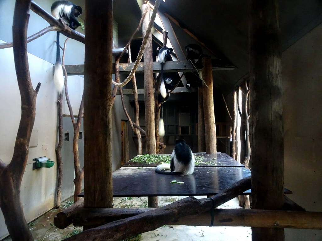 Black-and-white Colobuses at the Africa area at the Diergaarde Blijdorp zoo