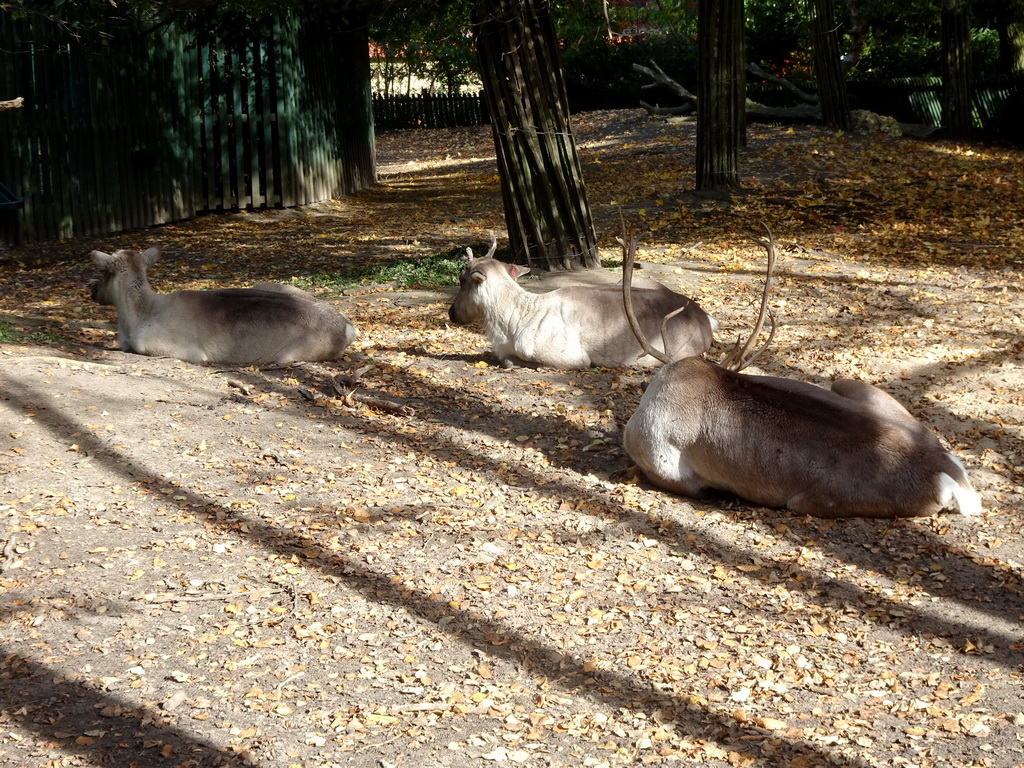 European Forest Reindeer at the Europe area at the Diergaarde Blijdorp zoo