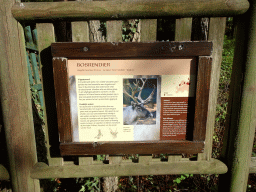Explanation on the European Forest Reindeer at the Europe area at the Diergaarde Blijdorp zoo
