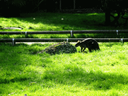 Swamp Wallaby at the Australia area at the Diergaarde Blijdorp zoo