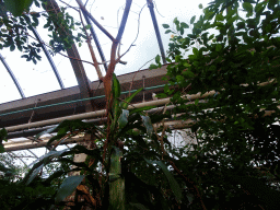 Bird in the Rivièrahal building at the Asia area at the Diergaarde Blijdorp zoo