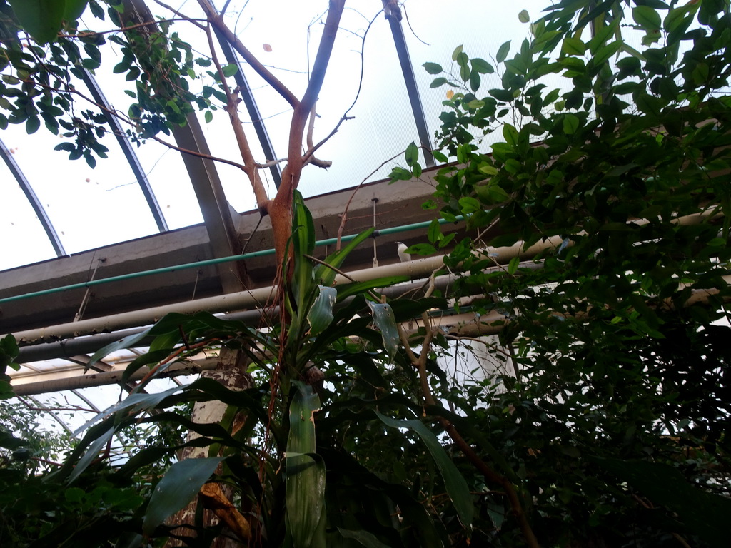 Bird in the Rivièrahal building at the Asia area at the Diergaarde Blijdorp zoo