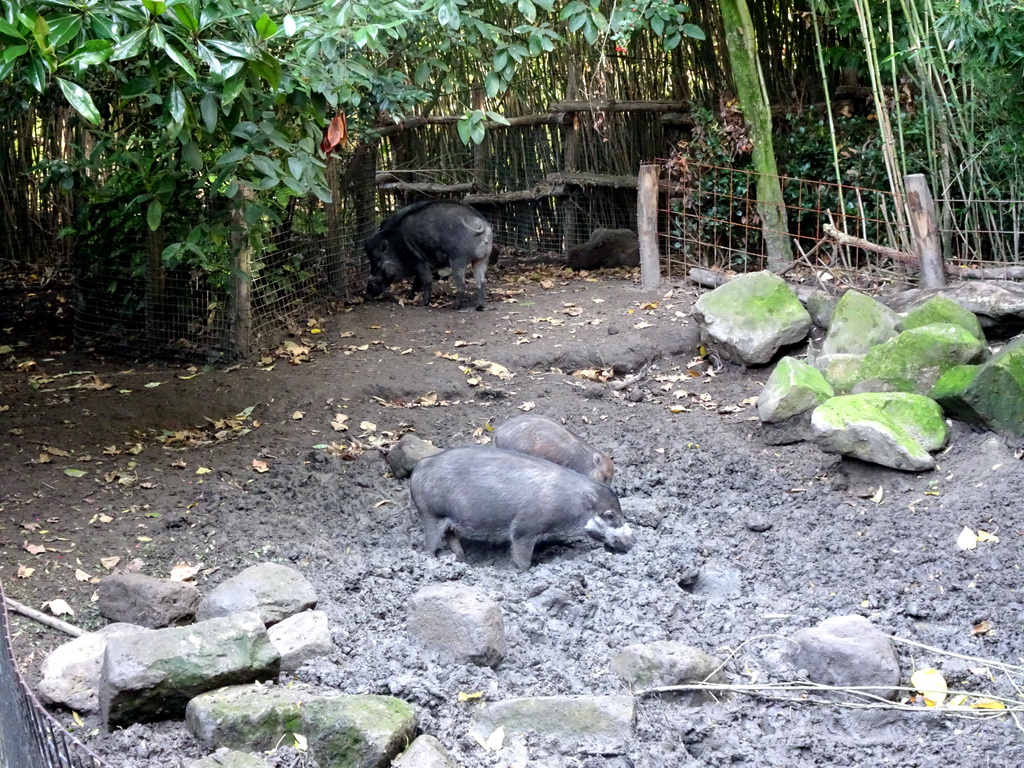 Visayan Warty Pigs at the Asia area at the Diergaarde Blijdorp zoo