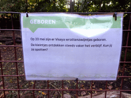Information on the young Visayan Warty Pigs at the Asia area at the Diergaarde Blijdorp zoo