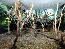 Lion-tailed Macaques at the Asia House at the Asia area at the Diergaarde Blijdorp zoo