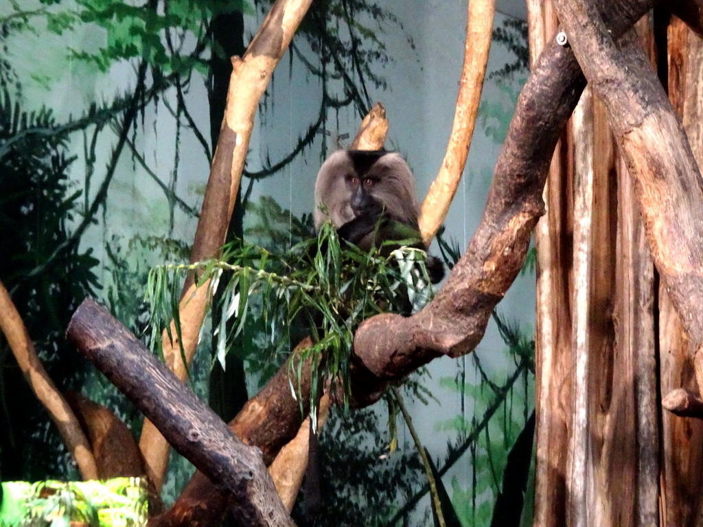 Lion-tailed Macaque at the Asia House at the Asia area at the Diergaarde Blijdorp zoo