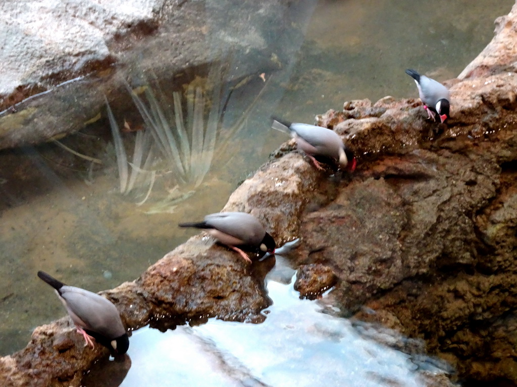 Java Sparrows at the Asia House at the Asia area at the Diergaarde Blijdorp zoo