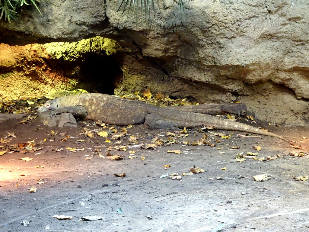 Komodo Dragon at the Asia House at the Asia area at the Diergaarde Blijdorp zoo