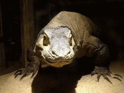 Model of `Komo` the Komodo Dragon at the Asia House at the Asia area at the Diergaarde Blijdorp zoo