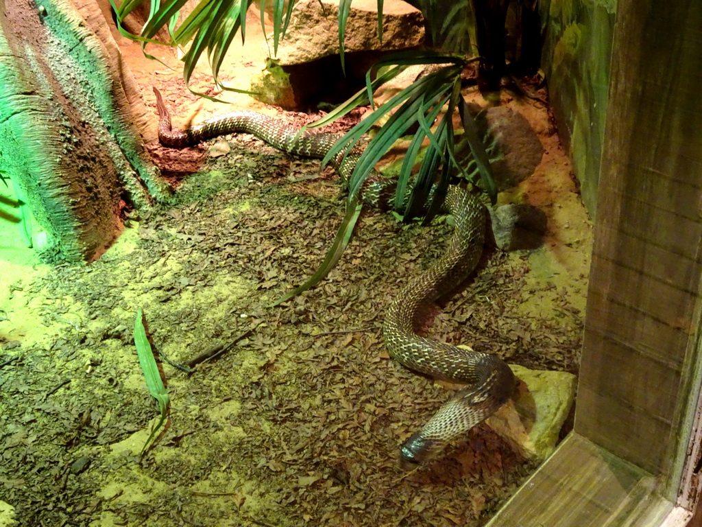 Indian Cobra at the Asia House at the Asia area at the Diergaarde Blijdorp zoo