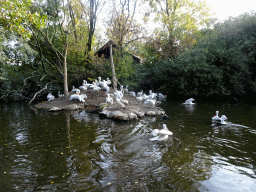 Great Cormorants and Dalmatian Pelicans at the Asia area at the Diergaarde Blijdorp zoo