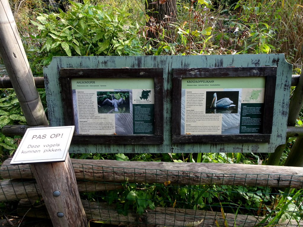 Explanation on the Great Cormorant and Dalmatian Pelican at the Asia area at the Diergaarde Blijdorp zoo