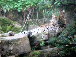 Amur Leopard at the Asia area at the Diergaarde Blijdorp zoo