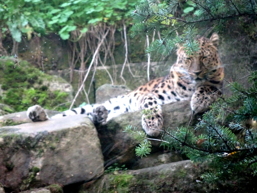 Amur Leopard at the Asia area at the Diergaarde Blijdorp zoo