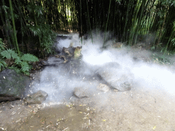 Fog at the Asian Swamp at the Asia area at the Diergaarde Blijdorp zoo