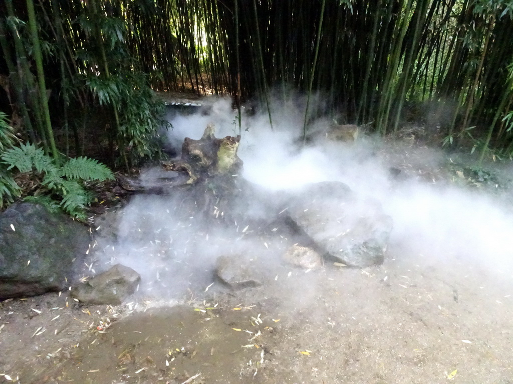 Fog at the Asian Swamp at the Asia area at the Diergaarde Blijdorp zoo