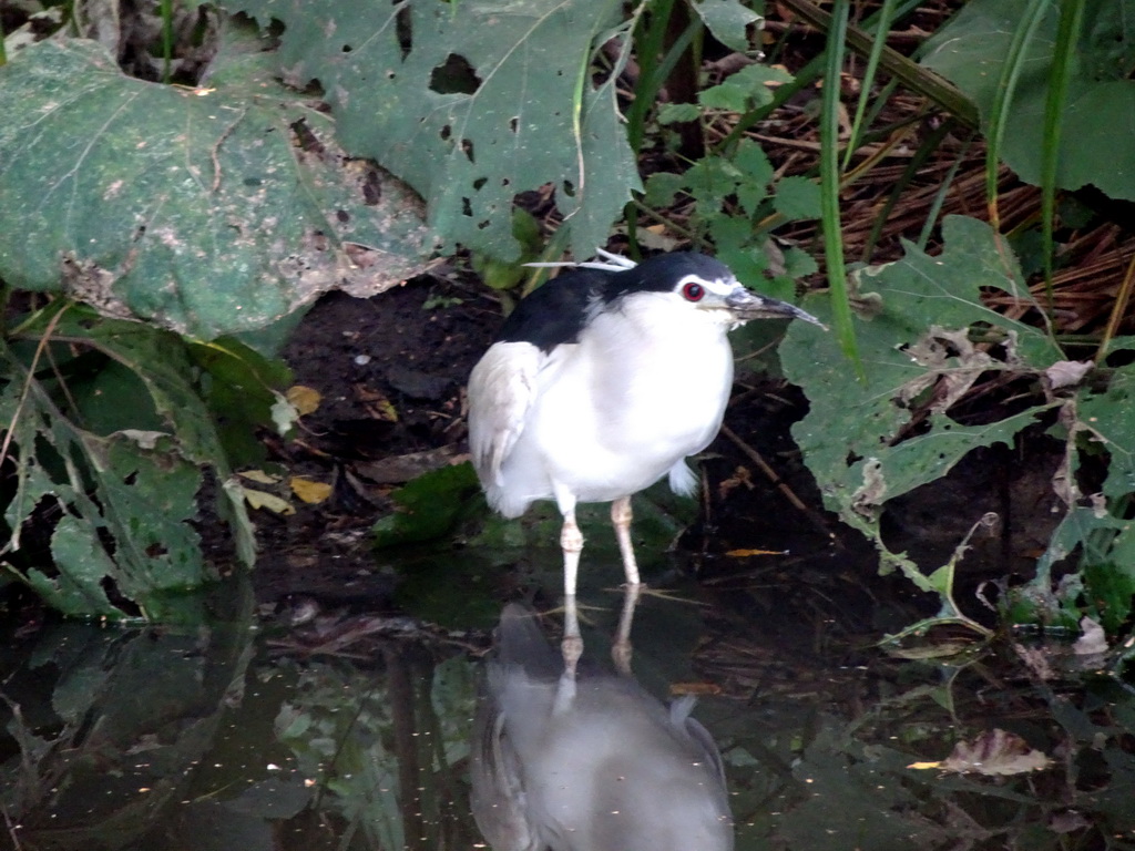 Black-crowned Night Heron at the Asian Swamp at the Asia area at the Diergaarde Blijdorp zoo