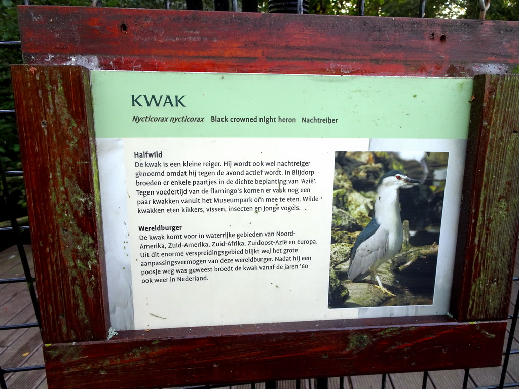 Explanation on the Black-crowned Night Heron at the Asian Swamp at the Asia area at the Diergaarde Blijdorp zoo
